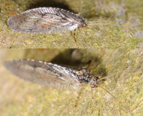 Wesmaelius sp.