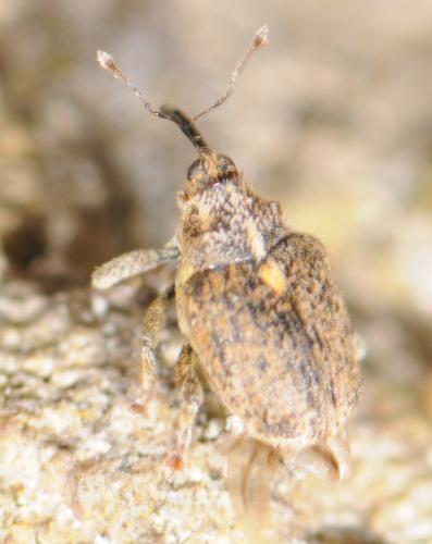 Réf. 30 443 : Ceutorhynchus pallidactylus