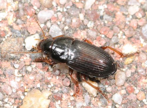 Réf. 30 446 : Harpalus sp.