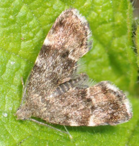 Anthophila fabriciana