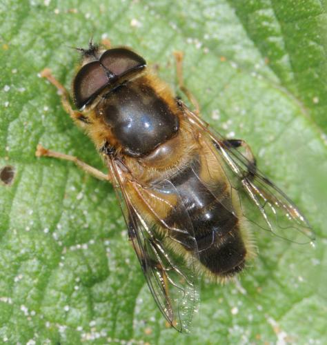 Réf. 30 265 : Eristalis pertinax