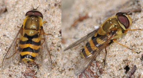 Réf. 30 268 : Syrphus vitripennis