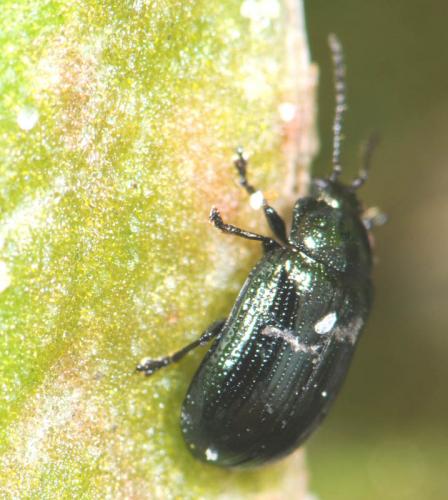 Phratora sp.