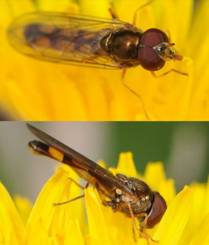Réf. 30 270 : Melanostoma scalare