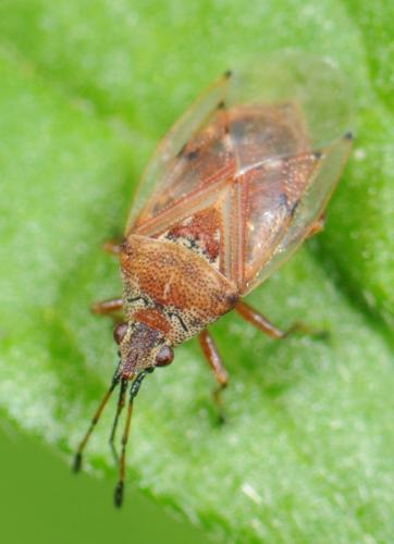 Réf. 30 510 : Kleidocerys sp.