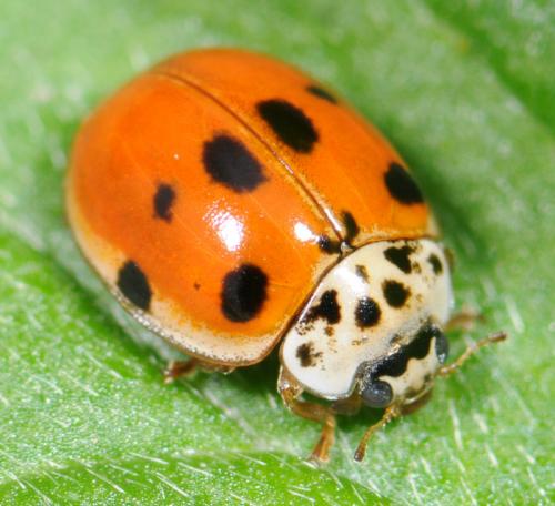 Adalia decempunctata