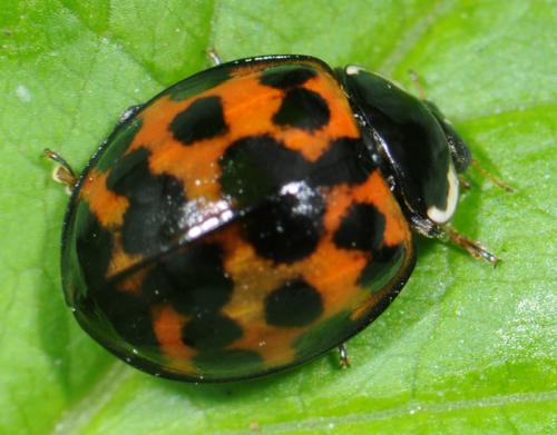 Harmonia axyridis