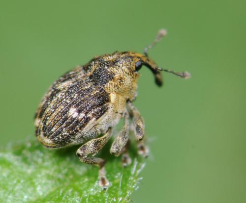 Réf. 30 441 : Nedyus quadrimaculatus