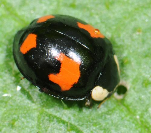 Harmonia axyridis
