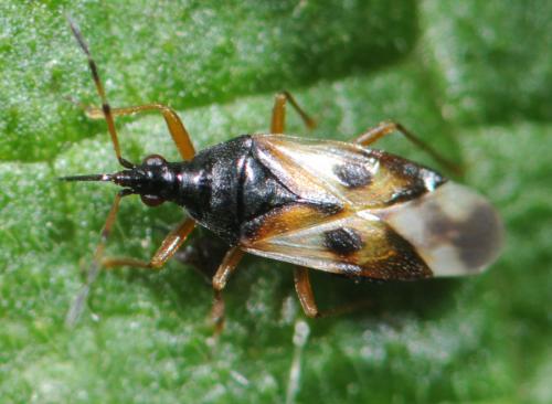 Anthocoris nemorum