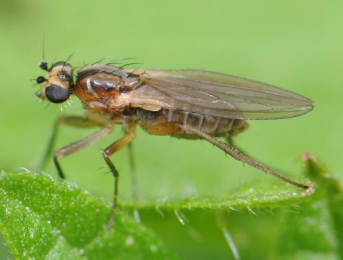 Réf. 30 298 : Lonchoptera lutea