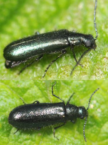 Réf. 30 448 : Dasytes caeruleus