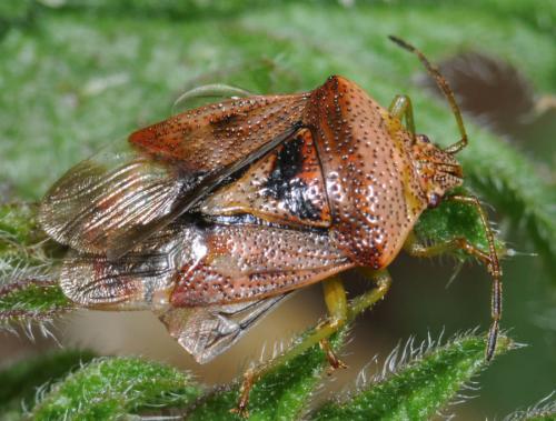 Réf. 30 519 : Elasmucha grisea