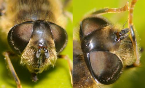 Eristalis pertinax