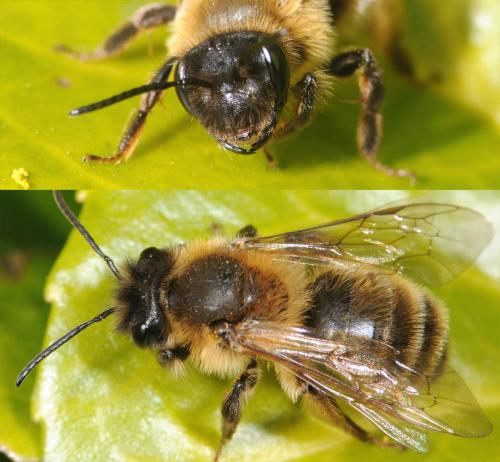 Réf. 30 487 : Andrena sp.