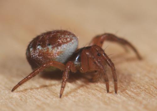 Araniella sp.