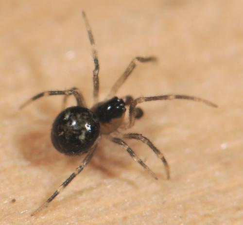 Réf. 30 551 : Paidiscura pallens