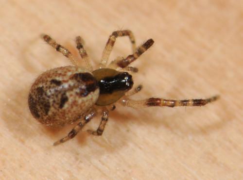 Anelosimus sp.