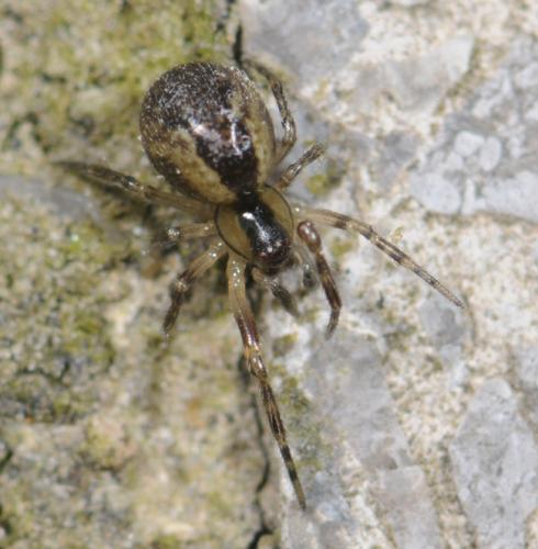 Anelosimus sp.