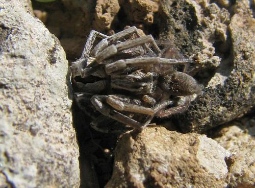 Thanatus sp.