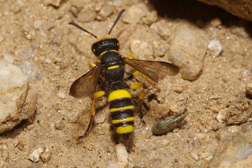 Réf. 30 977 : Cerceris quadricincta corsica