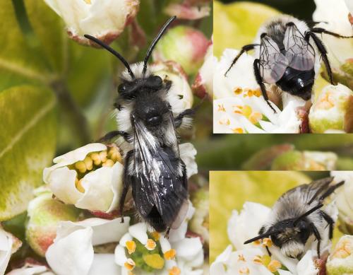 Réf. 30 029 : Andrena cineraria