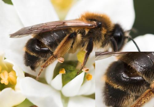 Réf. 30 033 : Andrena sp.