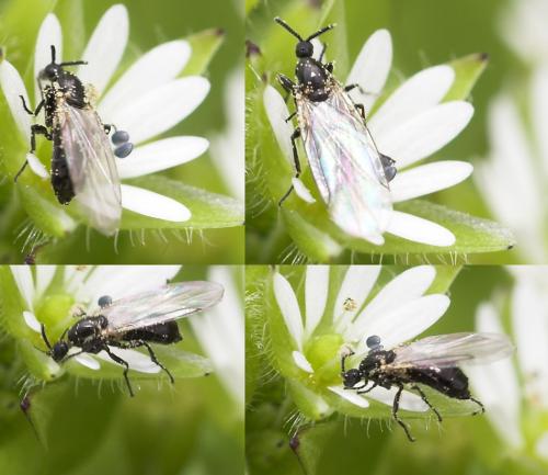 Réf. 30 114 : Reichertella geniculata