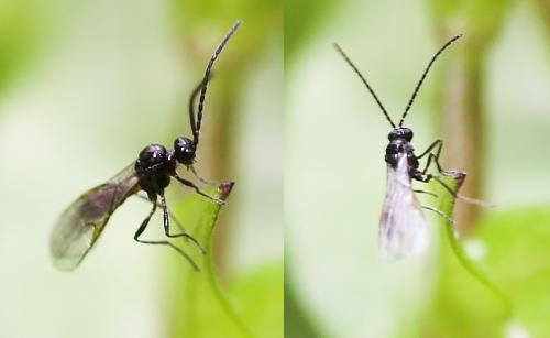 Aphidiinae