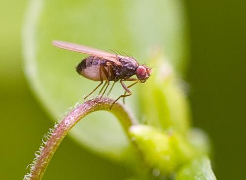 Réf. 30 143 : Scaptomyza pallida