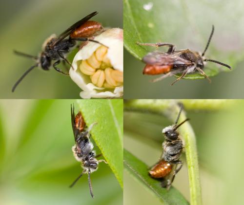 Réf. 30 263 : Nomada flavoguttata