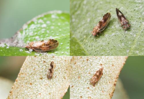 Réf. 30 140 : Cacopsylla fulguralis