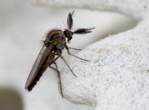 Dasyhelea sp.