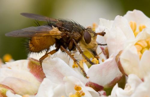 Tachina fera