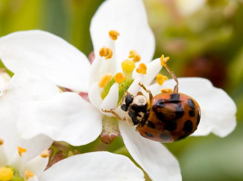Harmonia axyridis