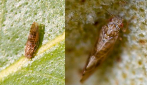 Réf. 30 229 : Cacopsylla fulguralis