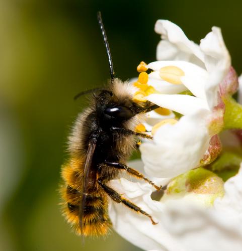 Réf. 30 230 : Osmia bicornis