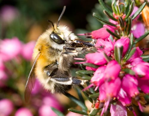 Anthophora plumipes