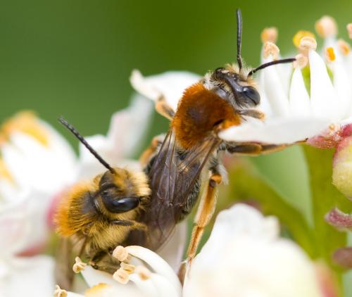 Andrena haemorrhoa