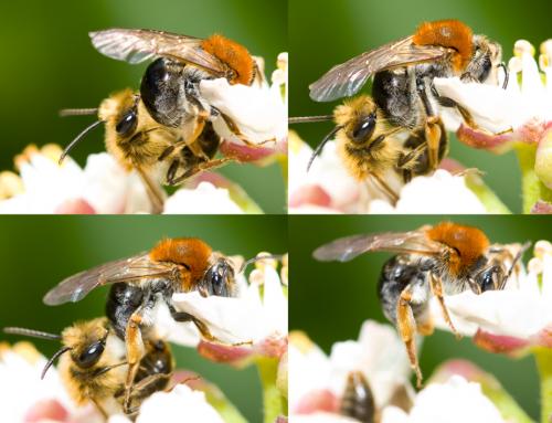 Andrena haemorrhoa