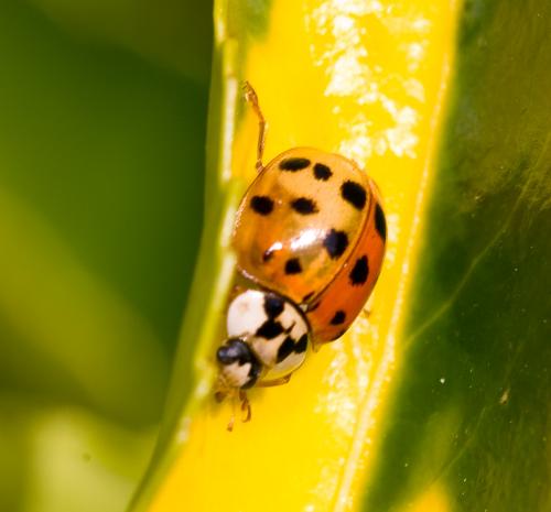 Harmonia axyridis