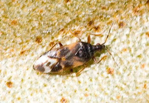Réf. 30 233 : Anthocoris nemoralis