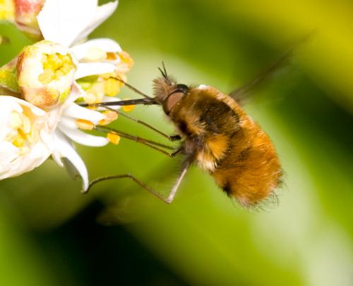 Bombylius major