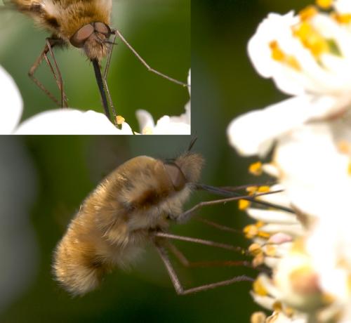 Bombylius major