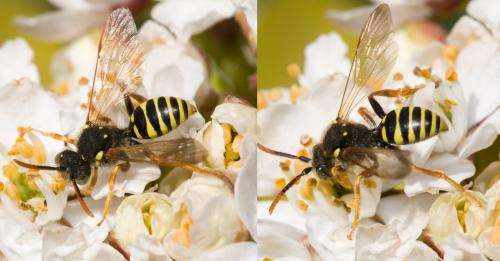 Nomada sp.