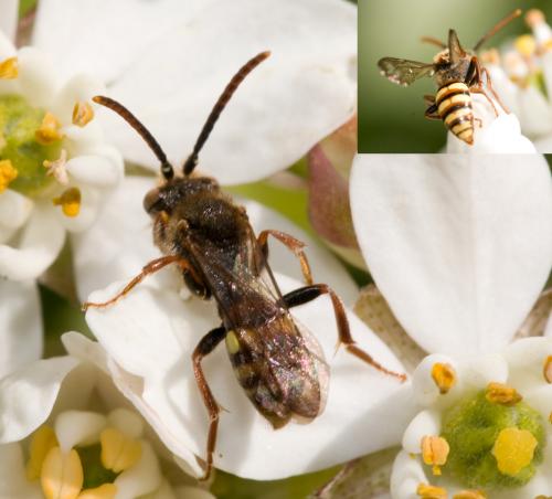 Nomada sp.