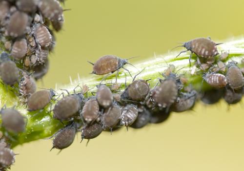Réf. 30 352 : Aphis sambuci