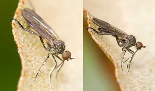 Réf. 30 390 : Empis sp.