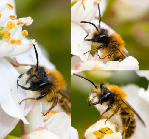 Andrena fulva