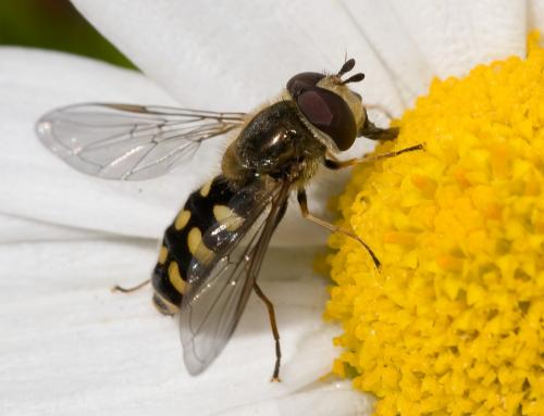 Réf. 30 494 : Eupeodes luniger